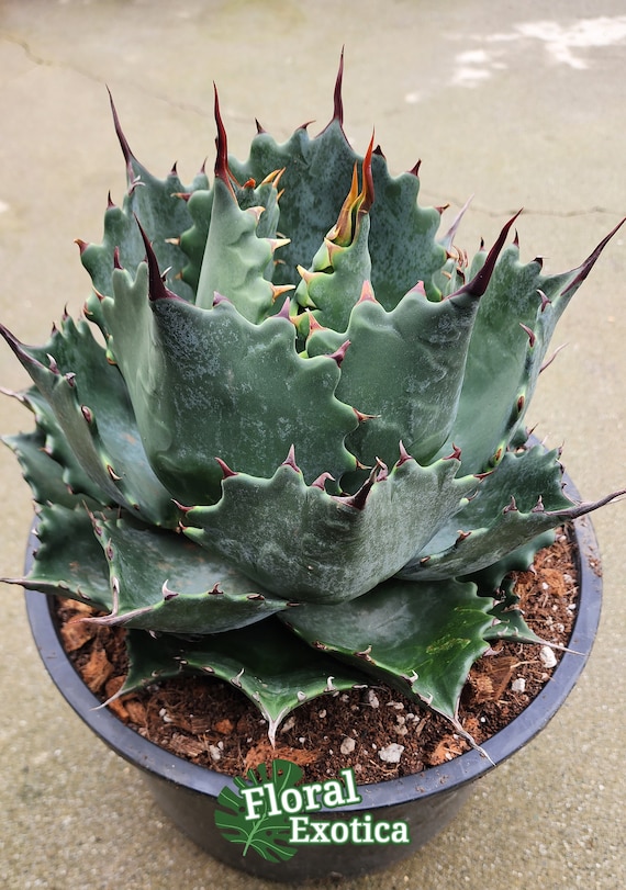 New Agave Hybrid Margaritae X Parrasana -【新着】アガベ