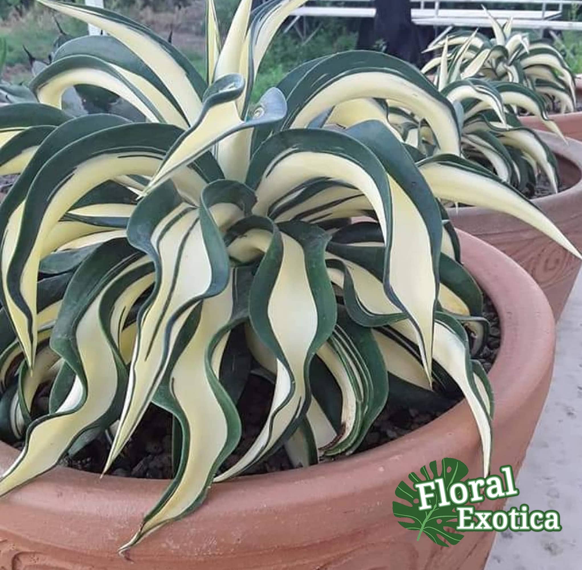 アガベ デスメティアナ 'merge teeth' / クロコダイル アガベ デスメ