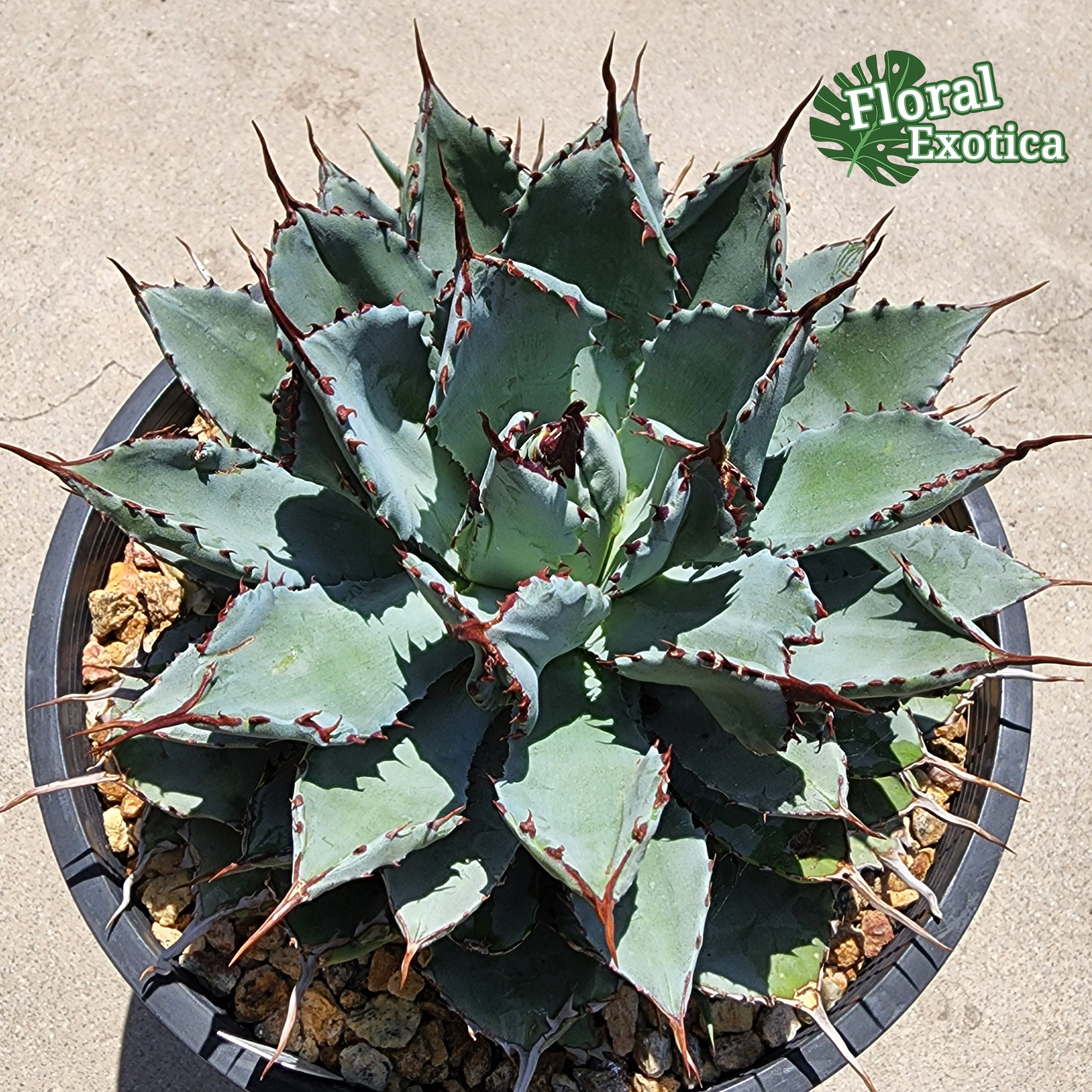 Agave Potatorum 'cubic': Thick Leaf Rosette, Collectible
