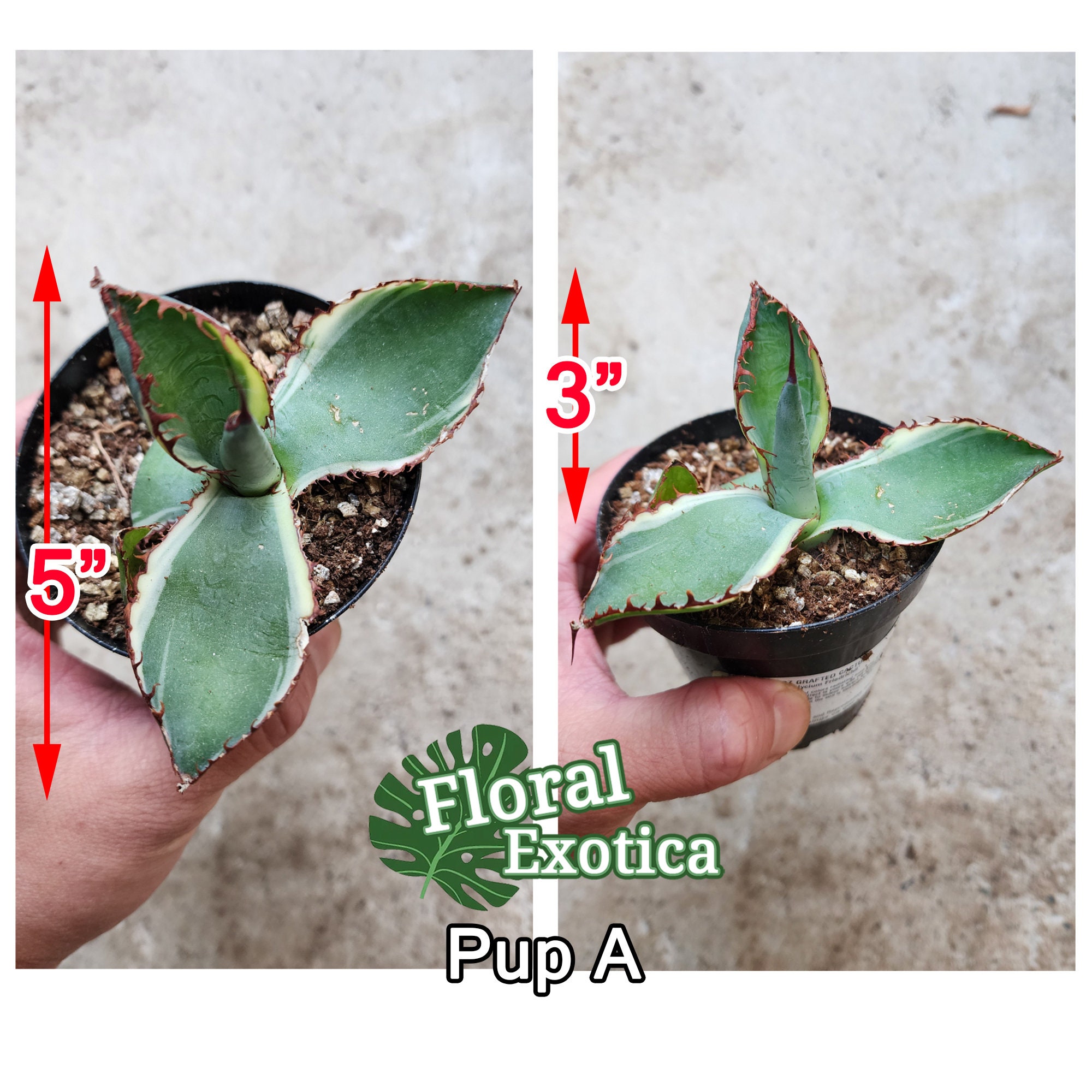 Variegated Agave Bovicornuta - ボビコルヌータ アガベ斑入り- 蕾絲