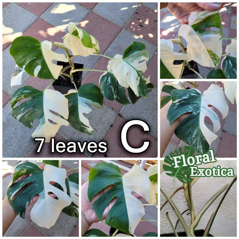 Variegated Albo Monstera Albo Borsigiana Beautifully Rooted Specimen / Top Cut / Nodes Free Rooting & Caring Instructions Plant C