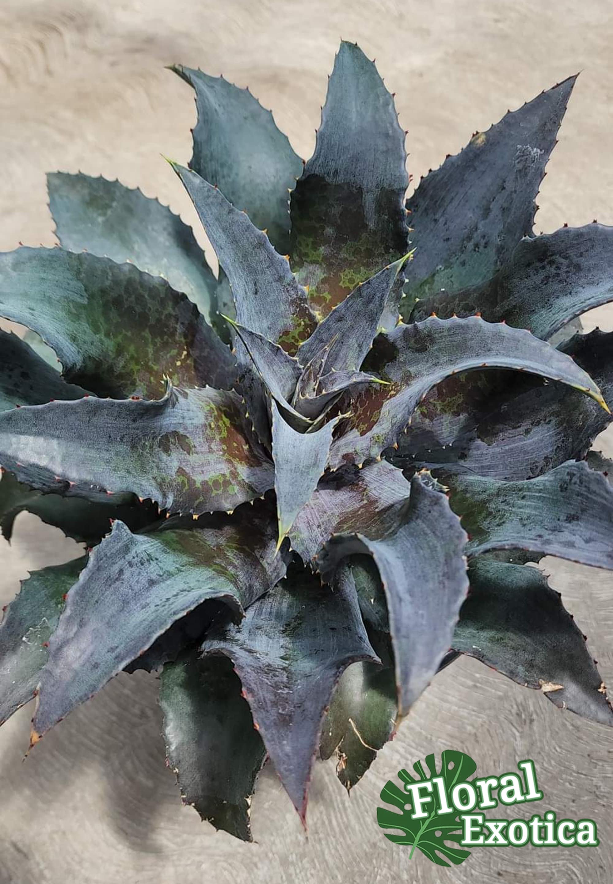 マンガベ　Night Owl ナイトオウル　大株　アガベ×マンフレダ マンガベ Night Owl ナイトオウル 大株 アガベ×マンフレダ