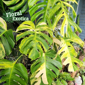 May include: A vibrant Monstera Aurea plant with large, split leaves in shades of green and yellow. The leaves display a unique variegated pattern. The image includes the text "Floral Exotica" and "Monstera Aurea".