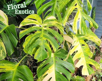 philodendron albino Philodendron 'White Princess' Nursery 6