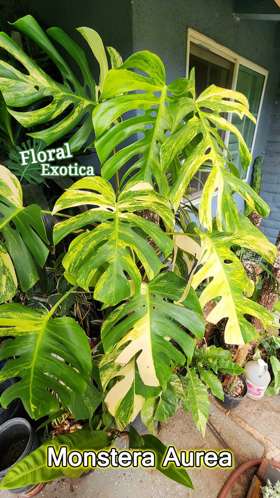 Monstera Aurea borsigiana X Deliciosa Golden Variegation Select