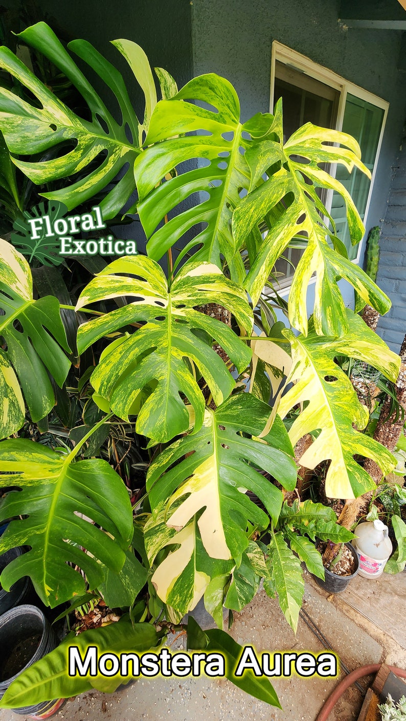 May include: A vibrant Monstera Aurea plant with large, split leaves in shades of green and yellow. The leaves display a unique variegated pattern. The image includes the text "Floral Exotica" and "Monstera Aurea".