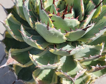 Agave Kissho Kan - 
