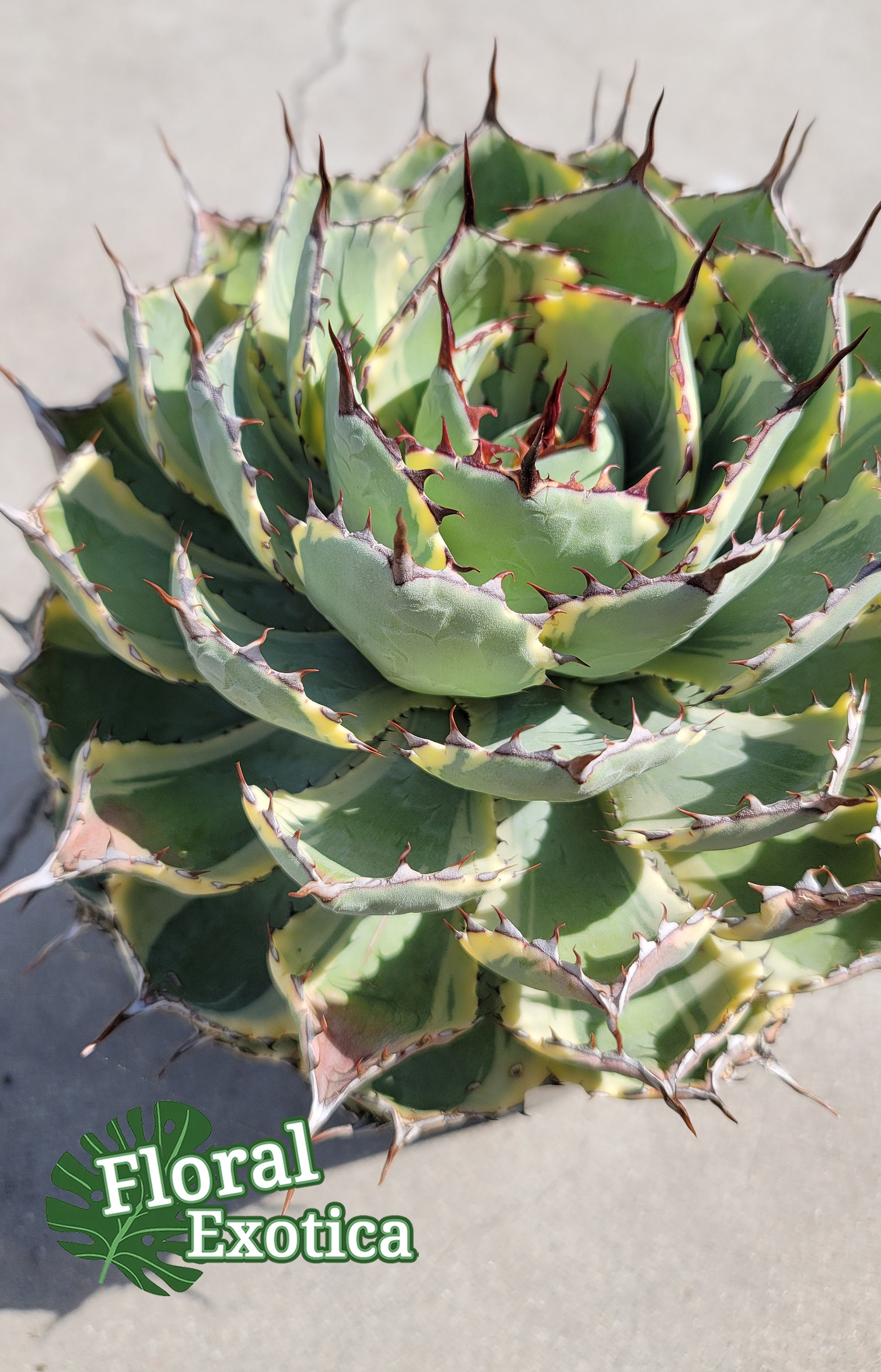 Agave Kissho Kan - 