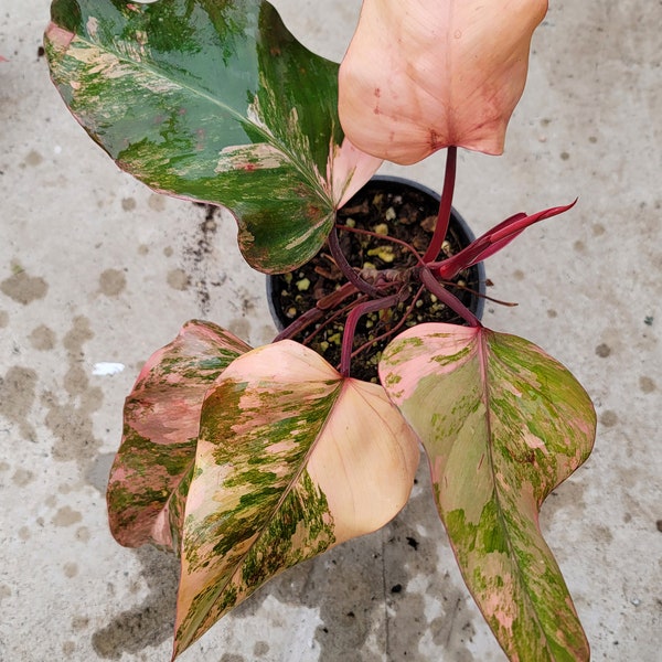 Premium Variegated Philodendron - Strawberry Shake - Outstanding Coloration - Top Quality - US Seller