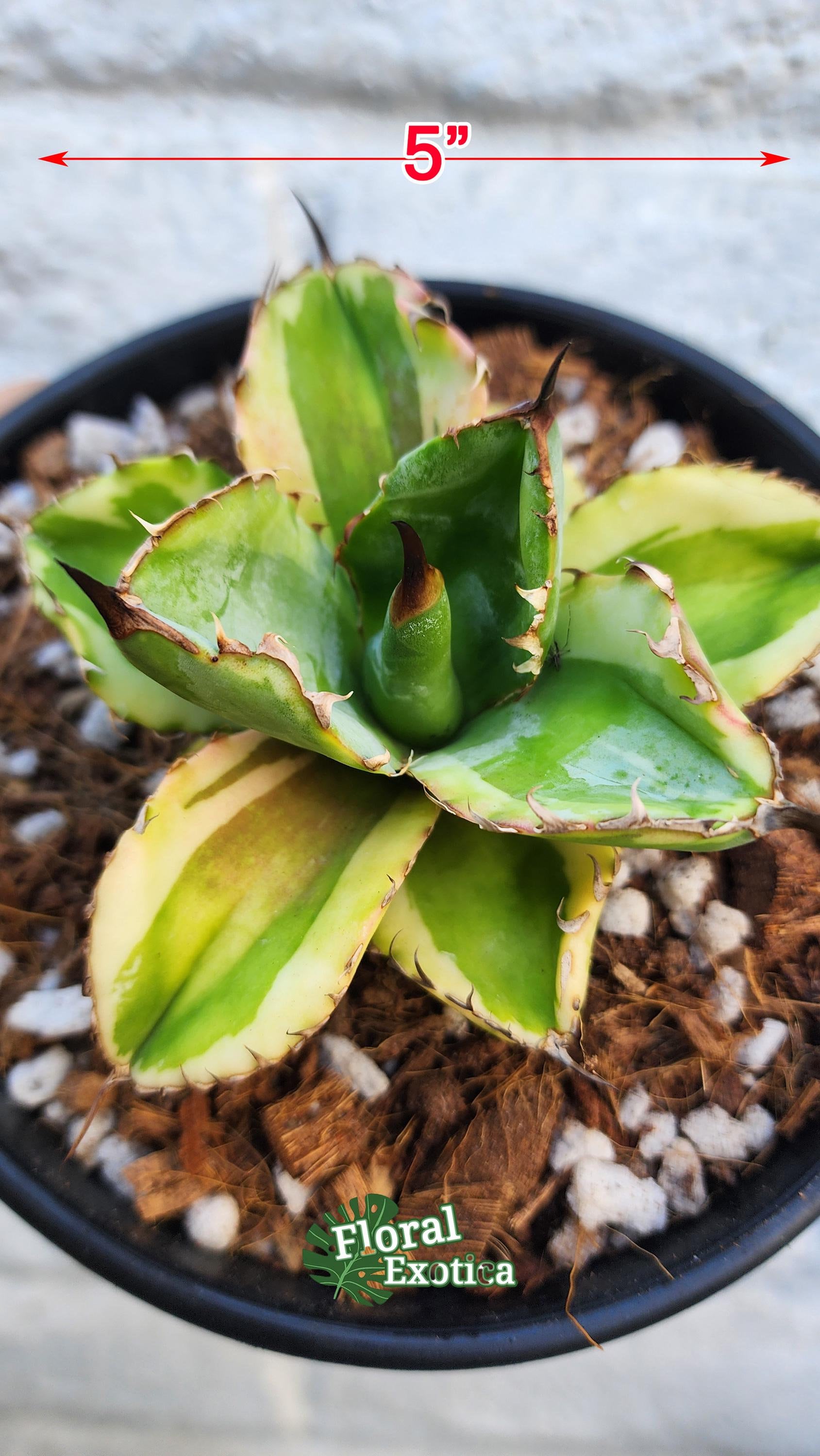 Variegated Titanota Black and Blue - チタノタ ブルーボール - 籃球