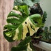 Premium Grade - Variegated Monstera Thai Constellation - High  Variegation Specimens - US Fast Shipping 