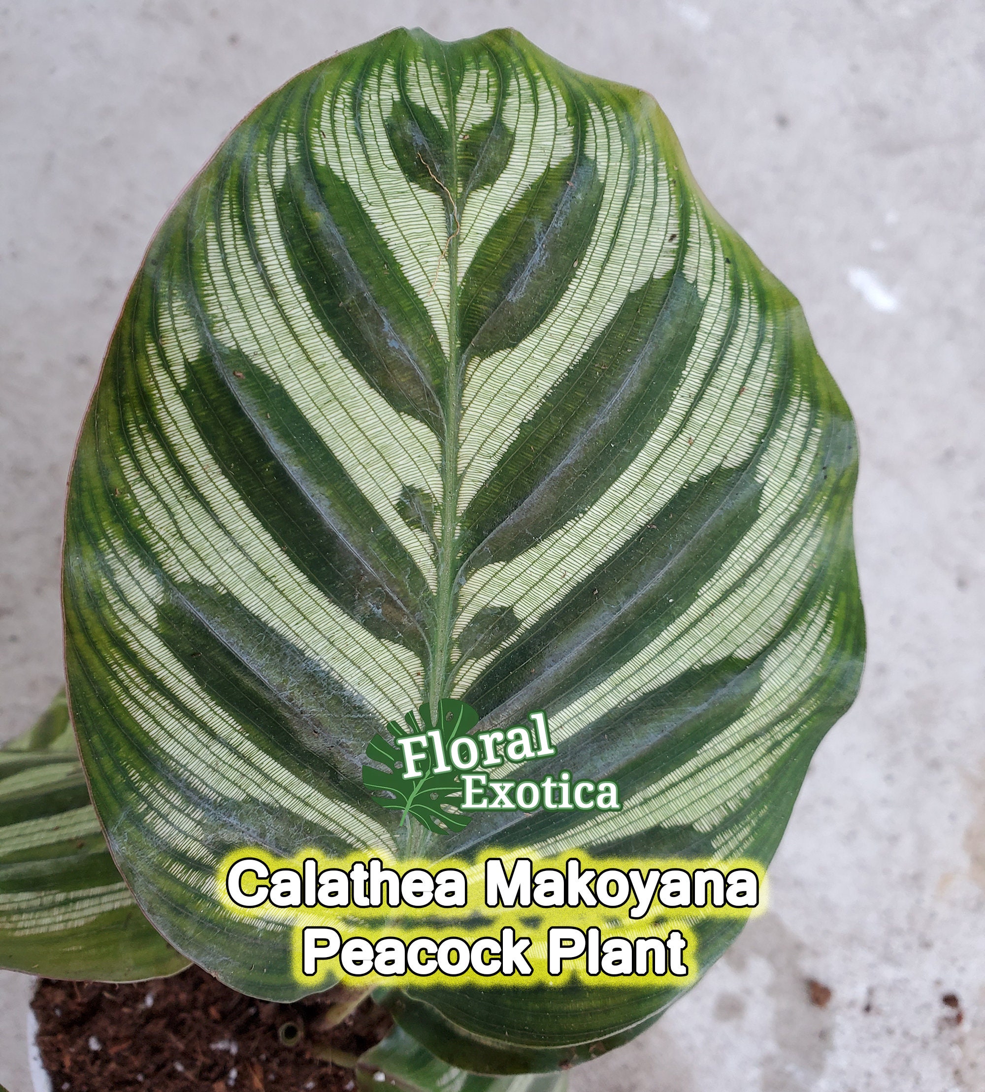Peacock calathea - Etsy.de