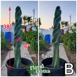 Large Cereus Peruvian 'Spiralis' Spiral Cactus Specimen Majestic Pillar Stable Spirals Free Shipping Specimen B