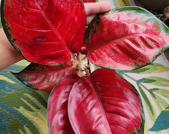 Specialty Aglaonema - Ultra Red Suksom Jaipong - Super Red Aglaonema - US Stock - Fully Established - Free US Shipping