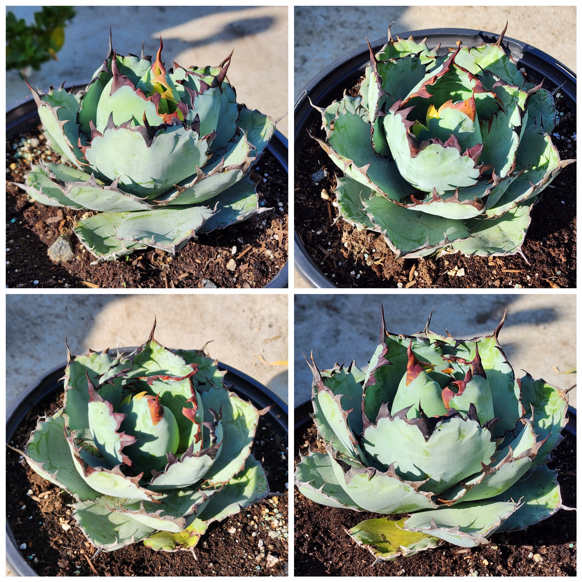 Titanota Black and Blue [blue Ball] - チタノタ ブルーボール - 籃球