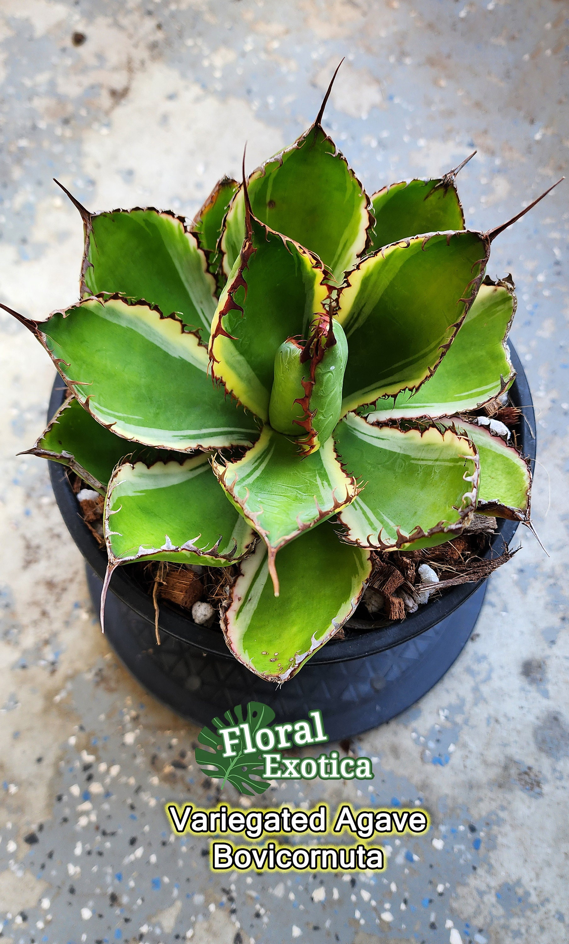 Agave bovicornuta アガベ ボビコルヌータ ボビコルヌータ アガベ