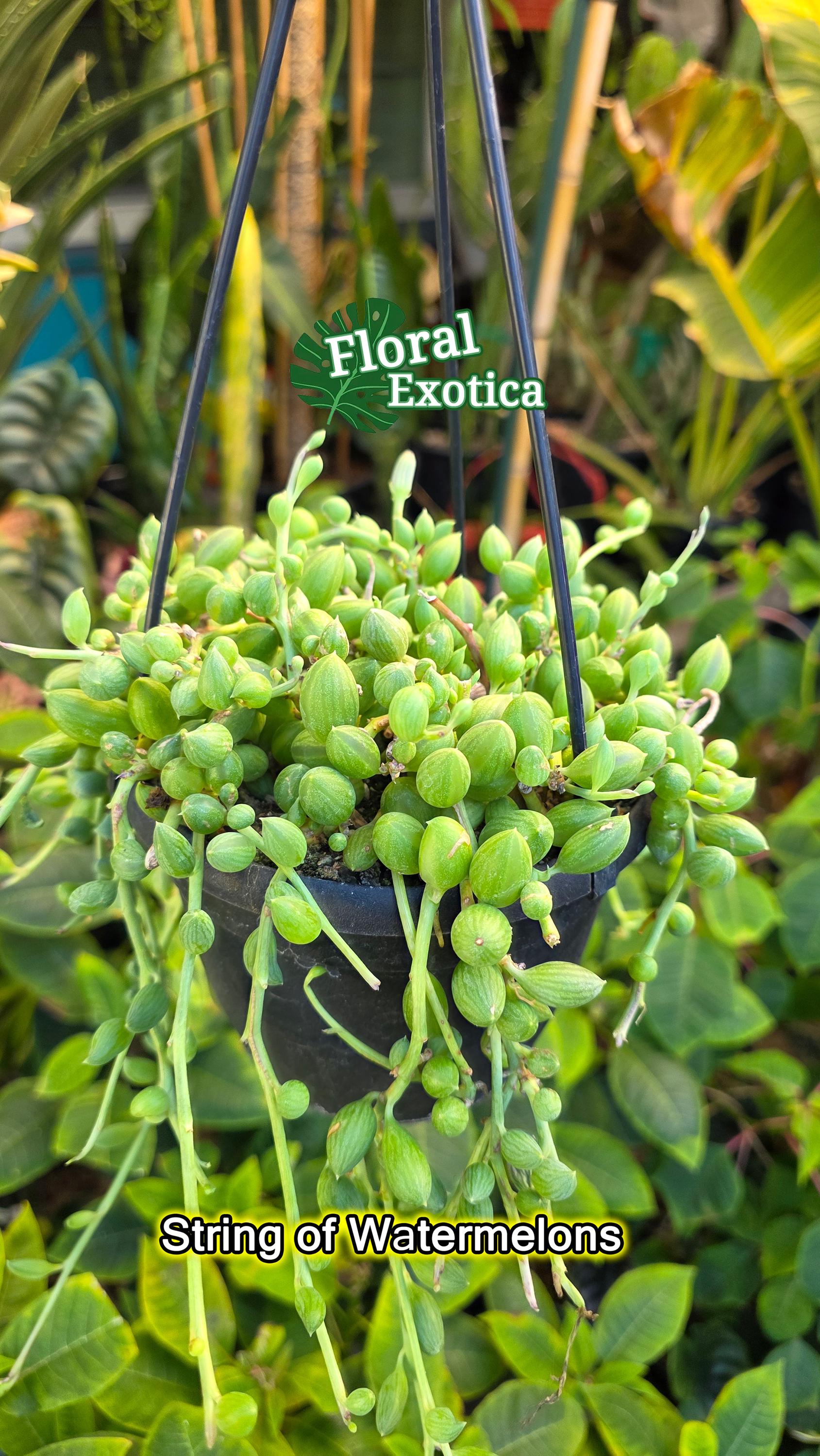 FloraExotica - Etsy 日本