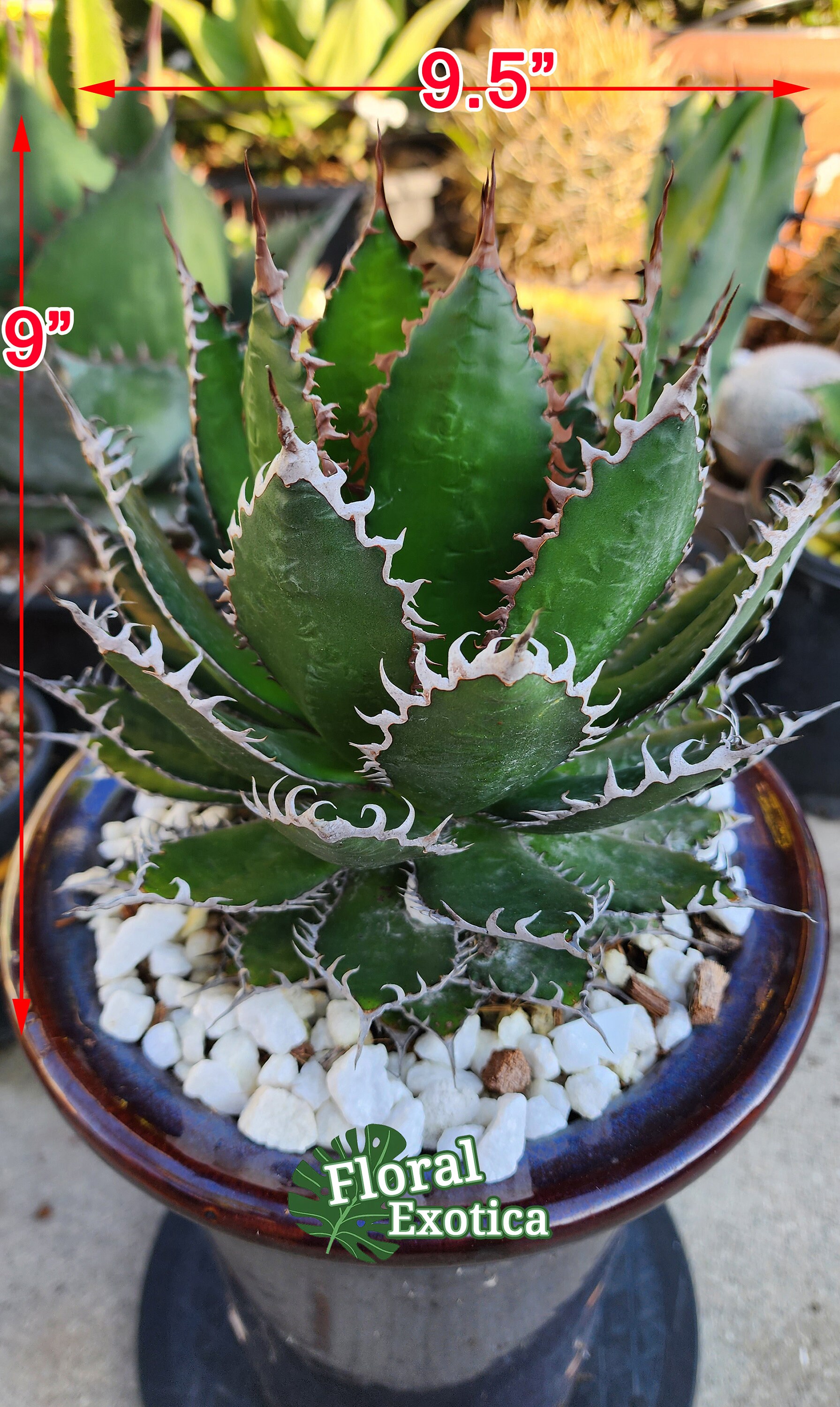 Agave Horrida - Collector Grade - Unique Specimen - アガベホリド