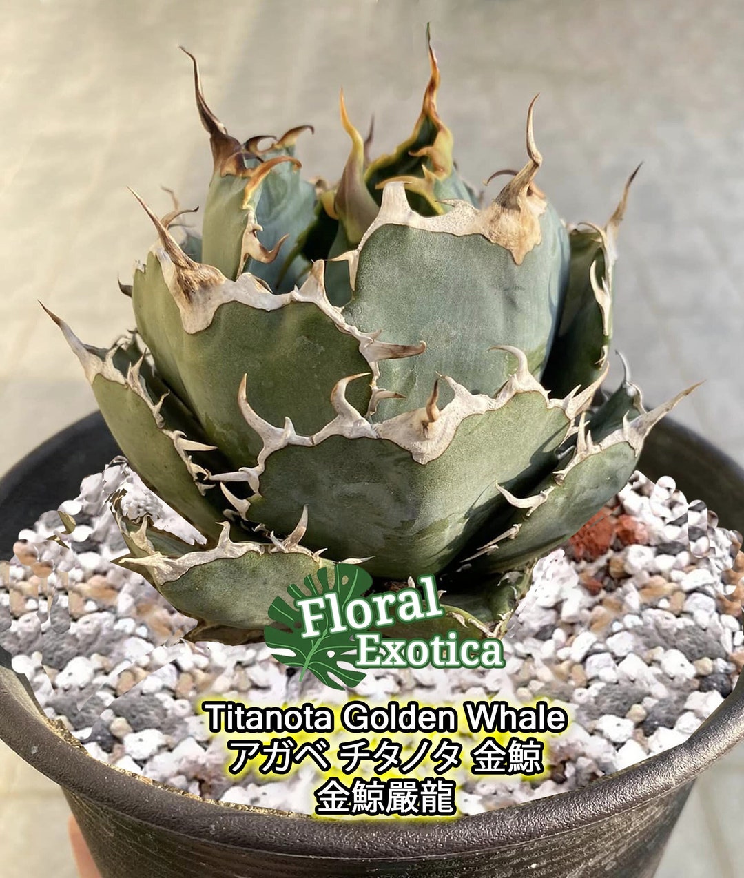 Agave Titanota 'golden Whale' - アガベ チタノタ 金鯨 - 金鯨 Agave Titanota 'golden Whale' - アガベ チタノタ 金鯨 - 金鯨