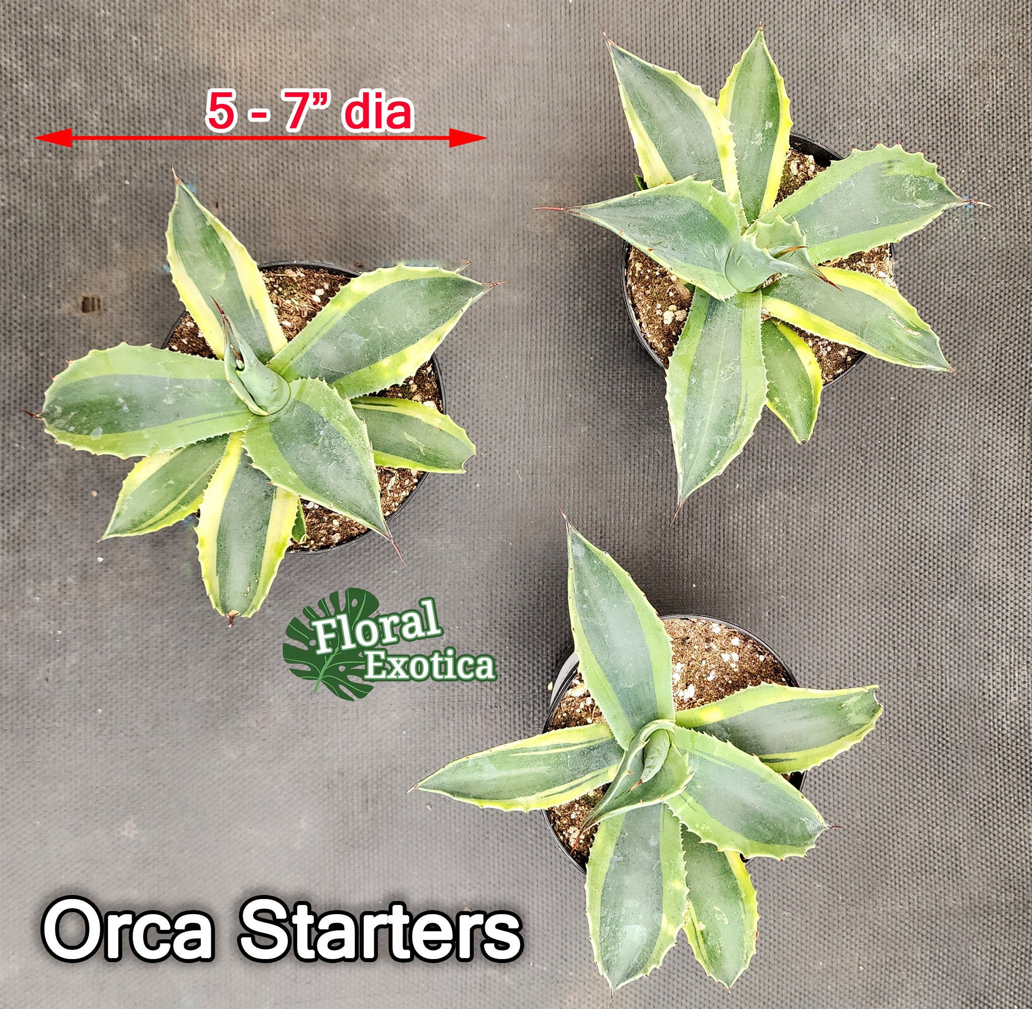 Ovatifolia Ovatifolia