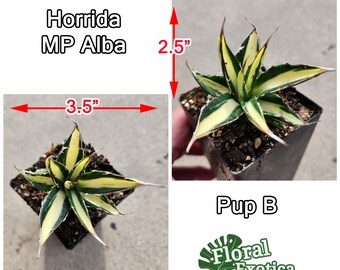 Agave Horrida Mediopicta Alba - アガベホリダメディオピクタ - 霍