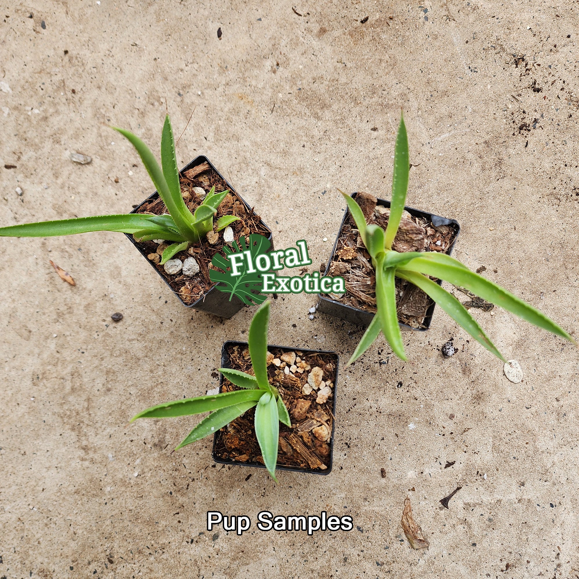 クリストポット　ハイブリッド　アガベ アガベ ハイブリッド krist pot agave hidden agave