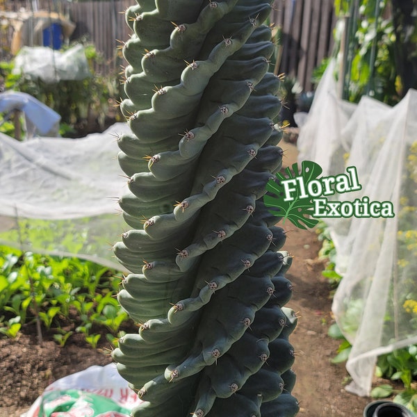 Unique Forbessi 'Spiralis' - Kikko Body Spiral Cactus - One Time Offering