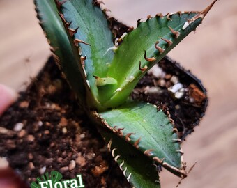 Agave Titanota 'red Catweazle' - 