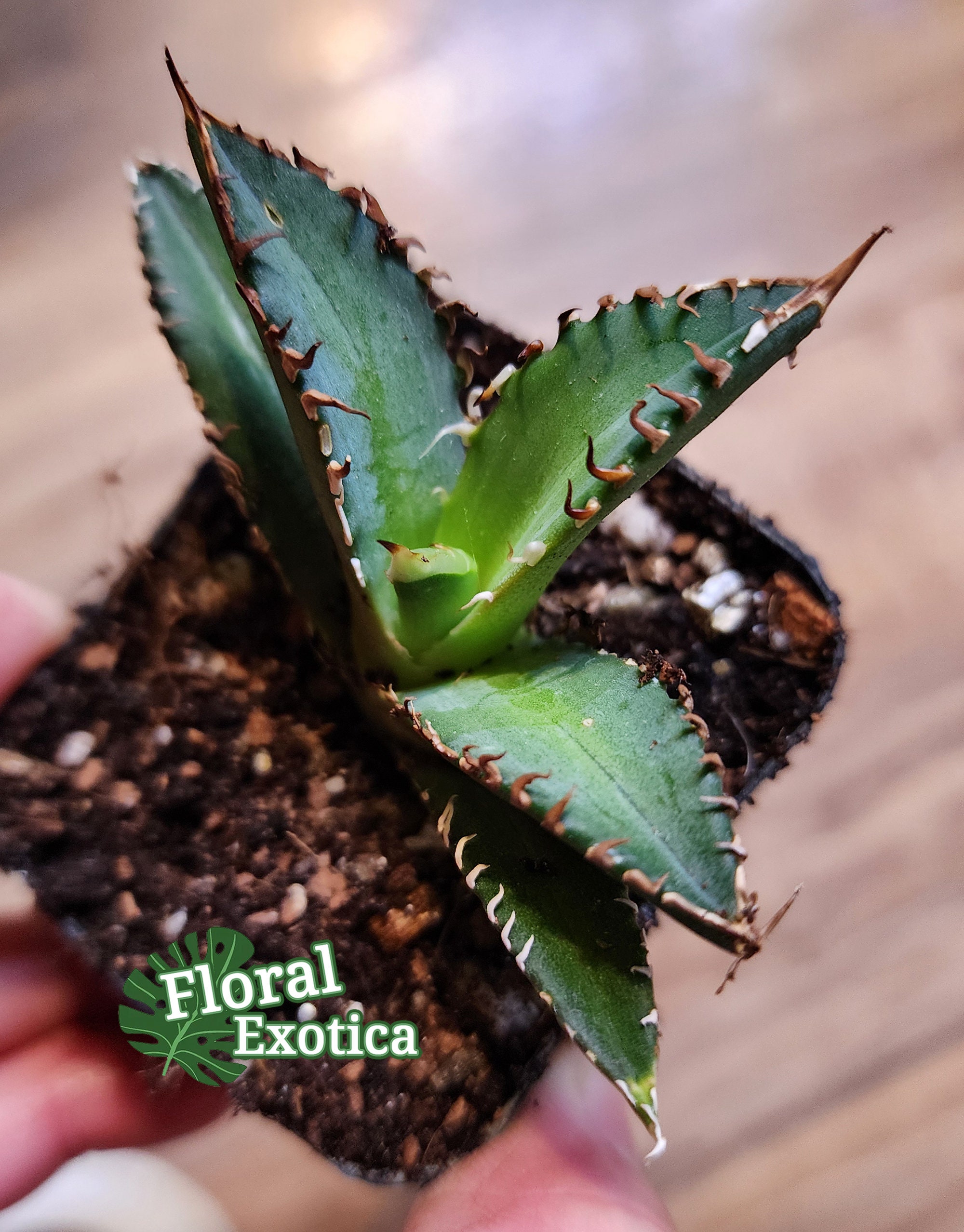 Agave Titanota 'red Catweazle' - 