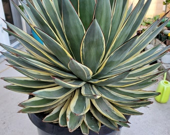 アガベ　スノーグロー　お化け斑 アガベ 'スノー・グロウ'の判定方法 (Agave 'Snow Glow')