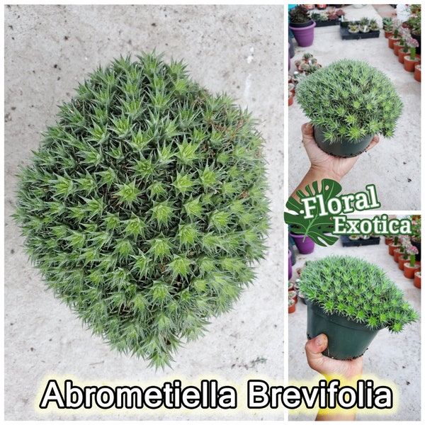 Abrometiella Brevifolia - Rare Collector Plant - Slow Growing