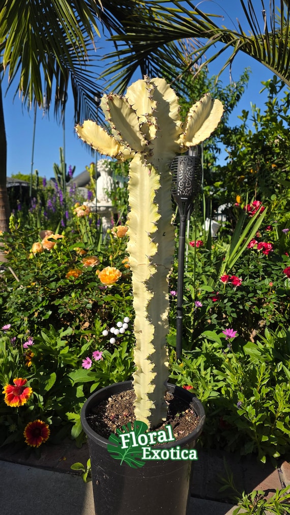 Variegated Euphorbia Ammak Emerald Ripples - Wavy Edge Cactus -  Architectural Cactus - African Candelabra - Etsy Ireland