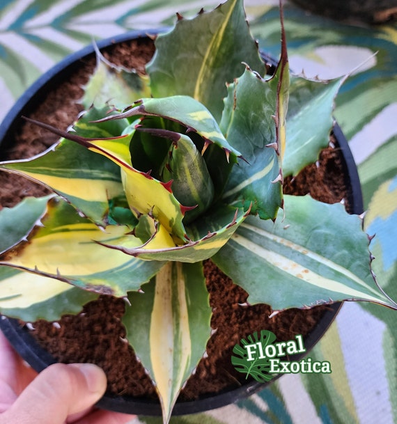 Agave Parrasana Mp/streak Variegated - アガベ パラサナ錦 - 賴光錦