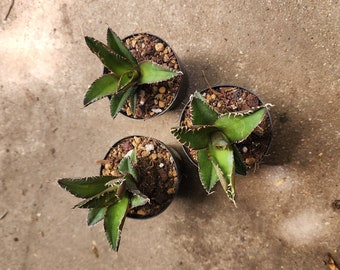 Titanota Black and Blue [blue Ball] - チタノタ ブルーボール - 籃球