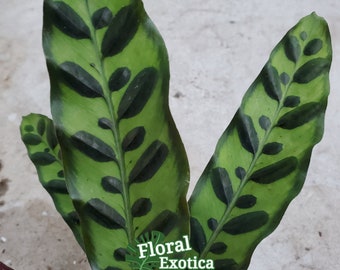 Calathea Lancifolia "Rattle Snake" Plant - Slender Foliage