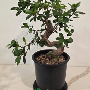 Ficus Bonsai: 10+ Year Old Ficus Retusa with Winding Branches