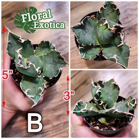 agave 'Illusion' TC【※発根済み】レア種 希少株 agave 'Illusion' TC【※発