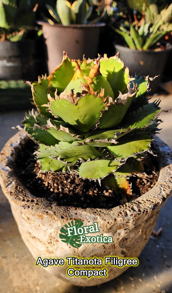 Titanota Filigree Agave - Compact Collector Specimen - Exact Plant