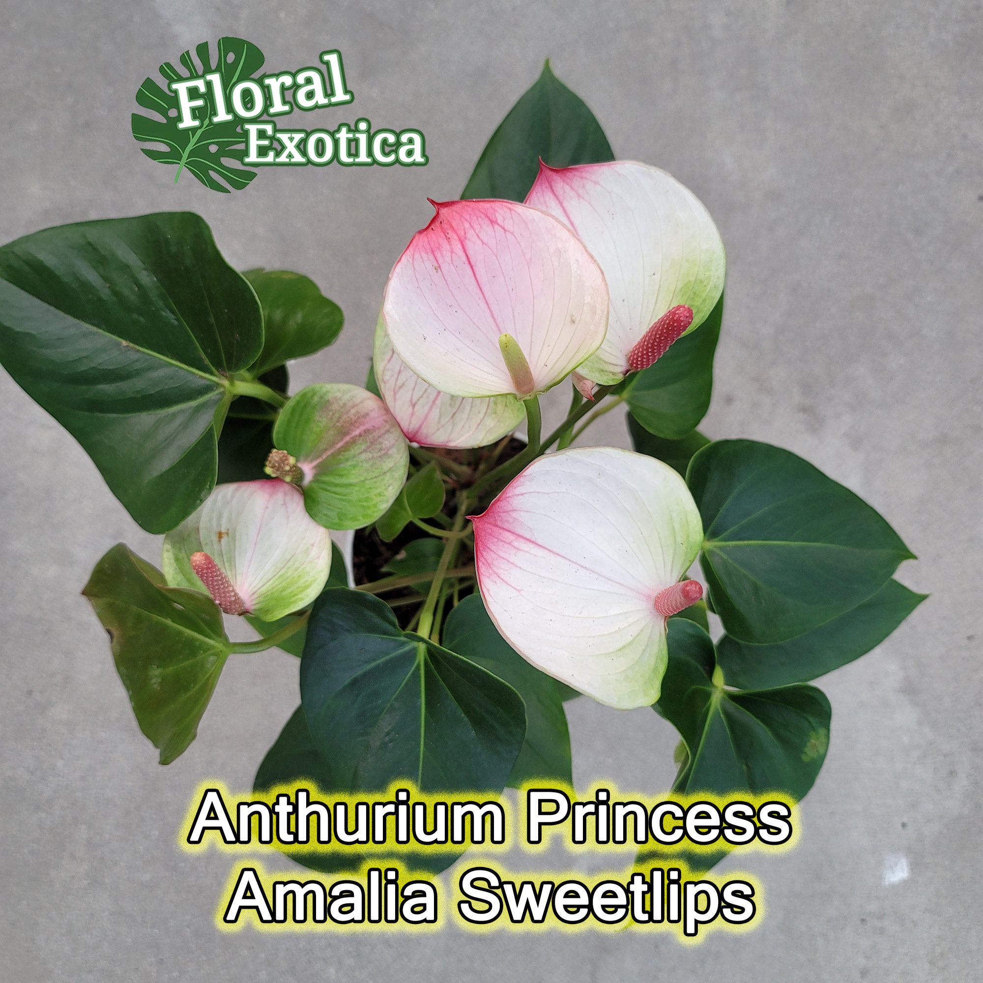 FloraExotica - Etsy 日本