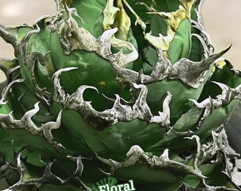 アガベ チタノタ シーザー / Agave titanota ‘Caesar’ il_fullxfull.5739991282_gikc.jpg