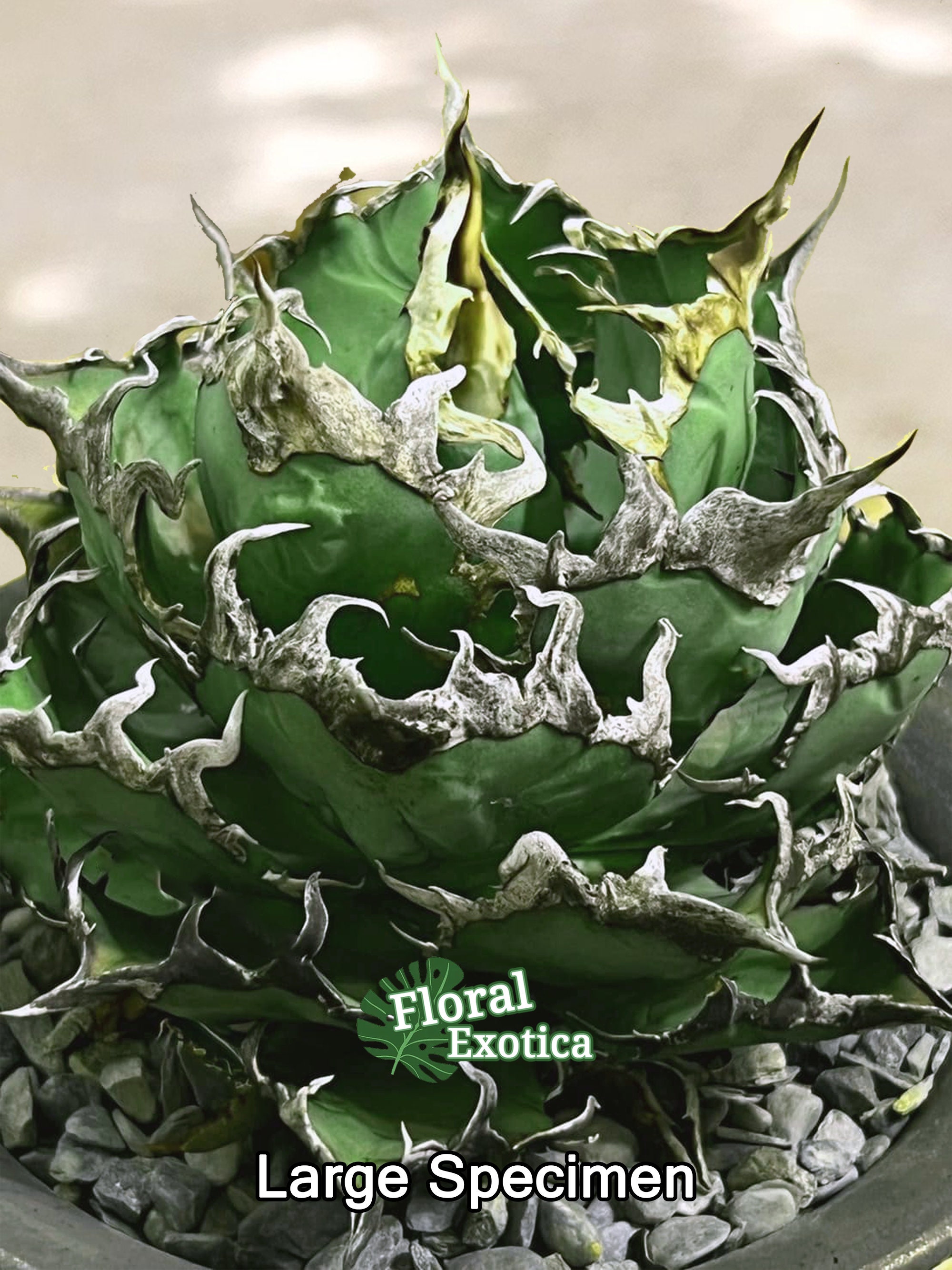 Agave Titanota 'caesar' - アガベ チタノタ “シーザー” - 凱撒 Agave Titanota 'caesar' - アガベ チタノタ “シーザー” - 凱撒