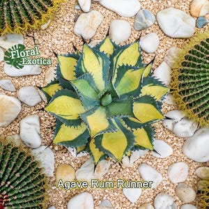 Variegated Ovatifolia Variegated Ovatifolia