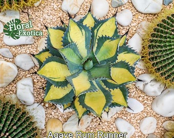Agave Parryi Truncata 'orizaba' - アガベ パリー トランカタ