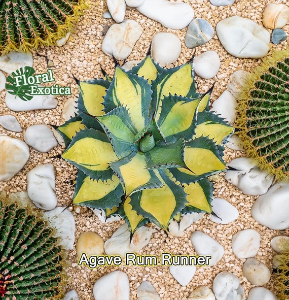 Agave Isthmensis 