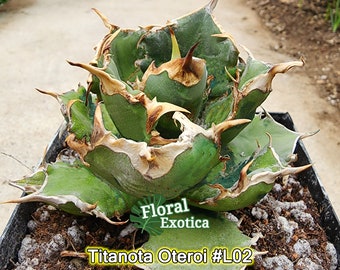 Collector Titanota Oteroi - Specimen #L02 - Offset from Parent Plant - Fast US Shipping - International Shipping with Phyto