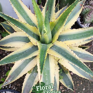 Agave Cornelius - Etsy