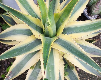 Agave Titanota 'caesar' - アガベ チタノタ “シーザー” - 凱撒嚴龍