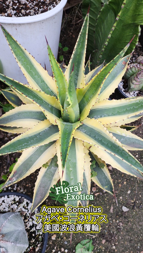 アガベ　美株　アメリカーナ　コーネリウス アガベ 美株 アメリカーナ コーネリウス Agave 'Cornelius