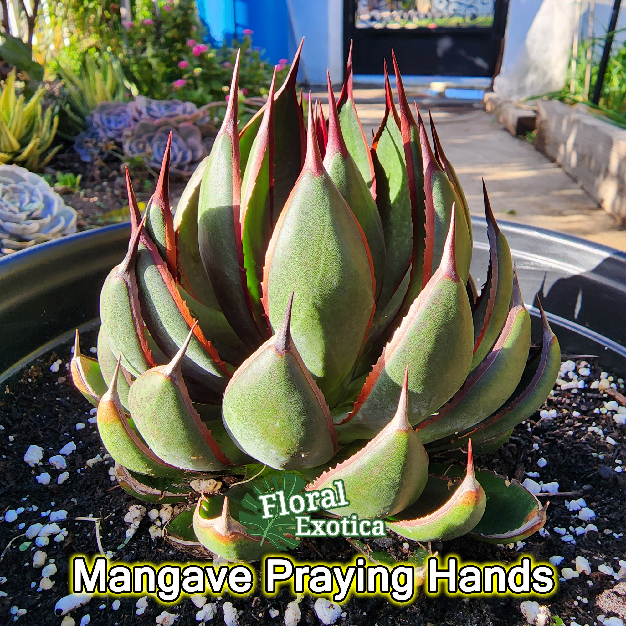 Mangave Praying Hands - マンガベの祈りの手 - 希少植物 - Ultra Rare