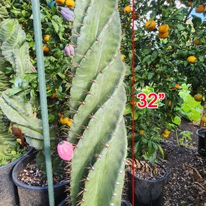 Large Cereus Peruvian 'Spiralis' Spiral Cactus Specimen Majestic Pillar Stable Spirals Free Shipping Large A